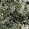 summer03-branch1.jpg