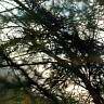 summer03-branch2.jpg