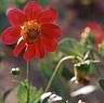 summer03-flo1.jpg