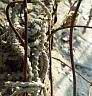 summer03-rust1.jpg